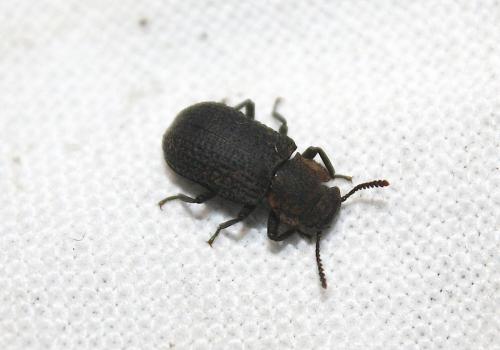 Bolitophagus reticulatus